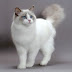 Size and weight of Ragdoll Cat