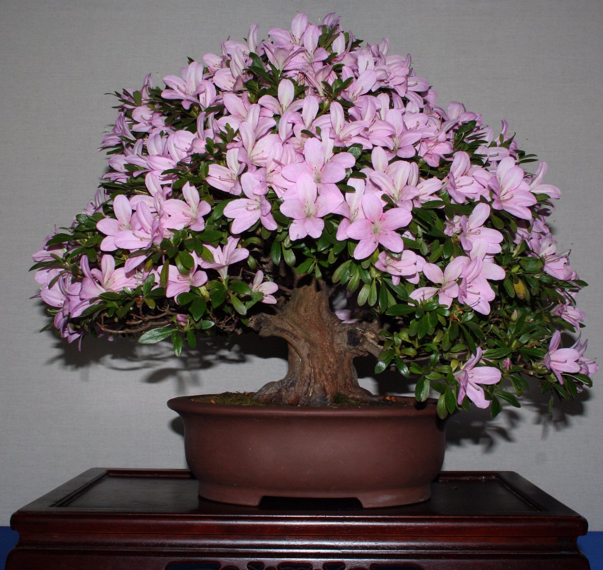 World39s Most Amazing Things Amazing Bonsai Flower And Fruit Trees World39s Most Amazing Things Amazing Bonsai Flower And Fruit Trees