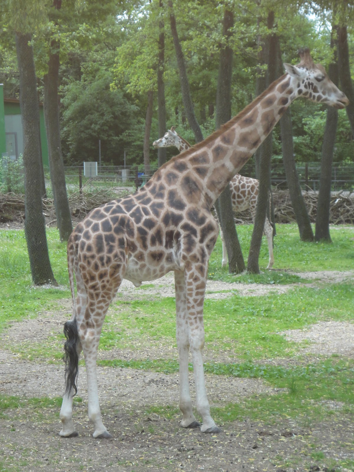 Zoologischer Garten Oder Tierpark moliba tierpark oder zoo Zoologischer Garten Oder Tierpark moliba tierpark oder zoo