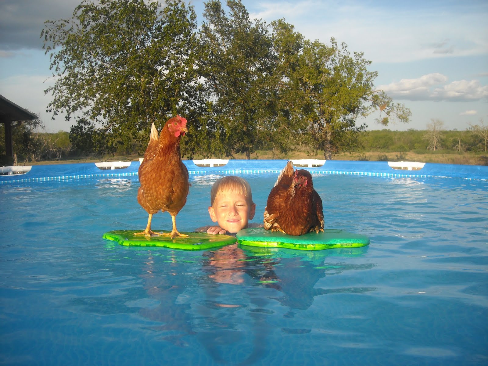 You, More Organized Swimming Chicken