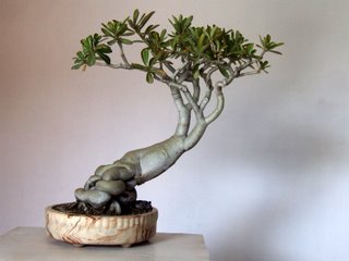 Bonsai Adenium