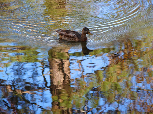 beyond duck river essay House papers daily business program environment - duck creek environment has undertaken water quality⁄biological health monitoring in the duck river. beyond duck river essay House papers daily business program environment - duck creek environment has undertaken water quality⁄biological health monitoring in the duck river.