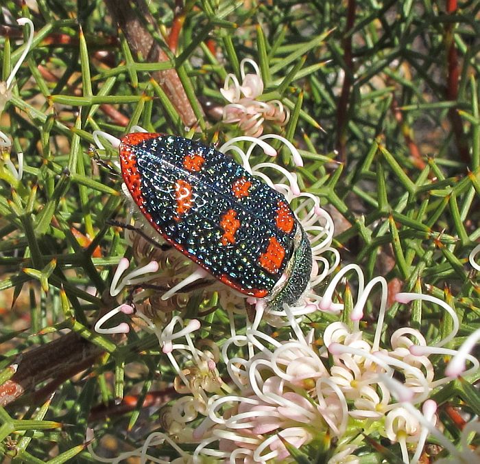 jewel beetle australia