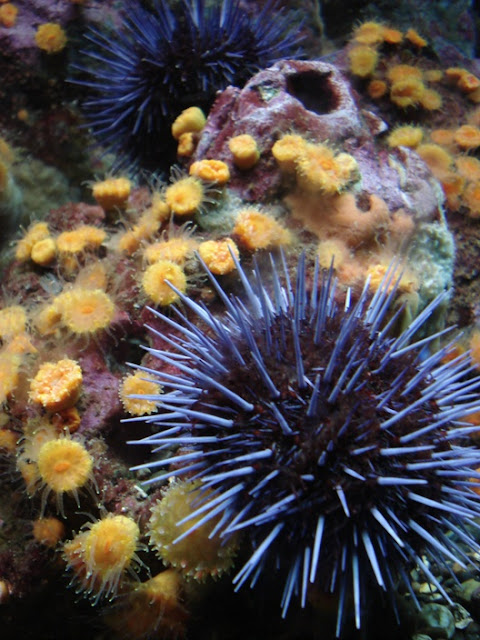 Seattle Aquarium Seattle Aquarium