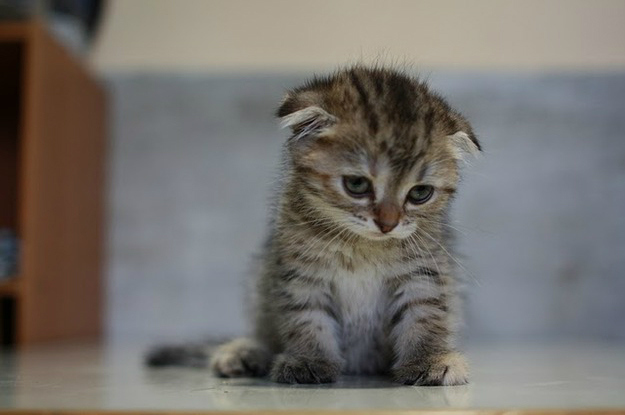 sad+kitten.jpg