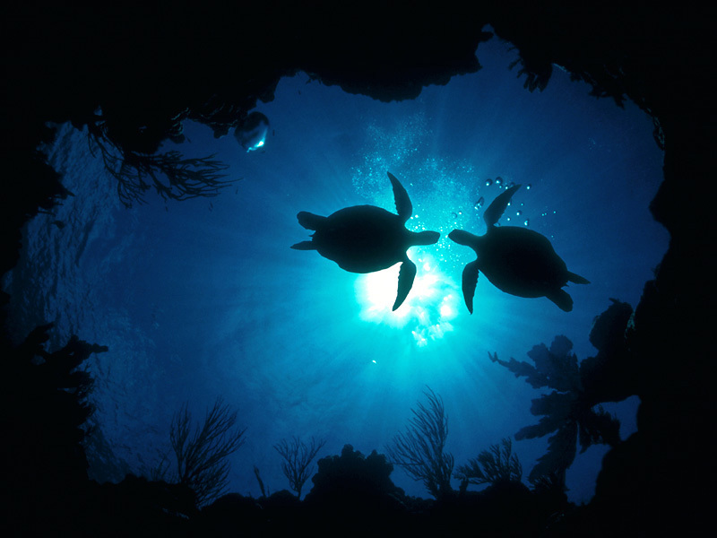 HKDCS Interns&rsquo; Blog: A Sea Turtle Love Story