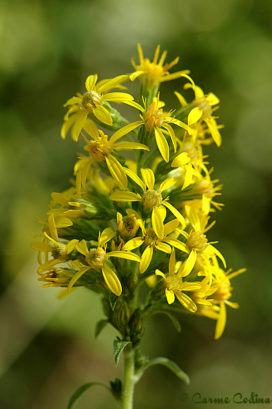 Cultura Guaraní Vara de oro