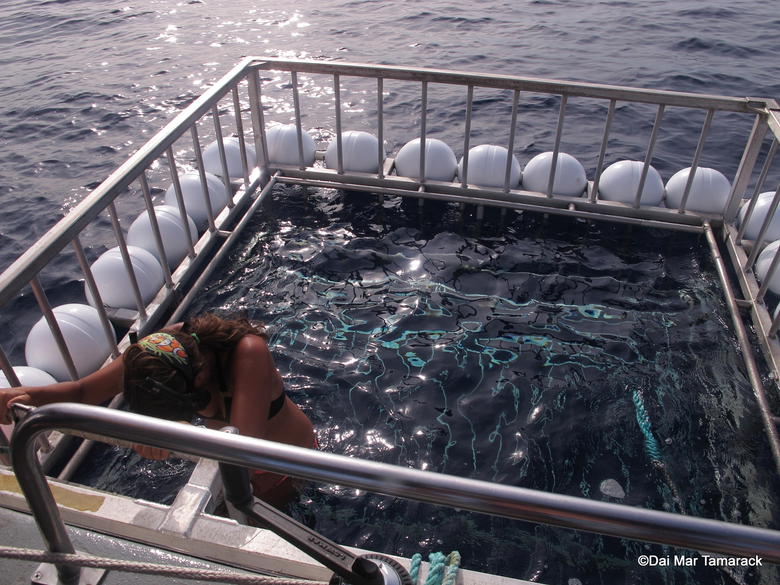 Capturing the Moment Shark Cage Diving Oahu