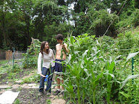 Farmers measure the height of corn stalks
