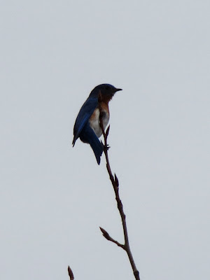 Eastern Bluebird - Lanark Health Centre, Lanark, ON