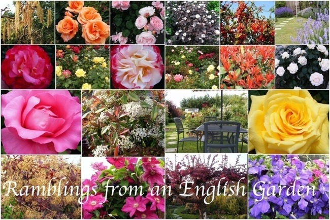Ramblings from an English Garden