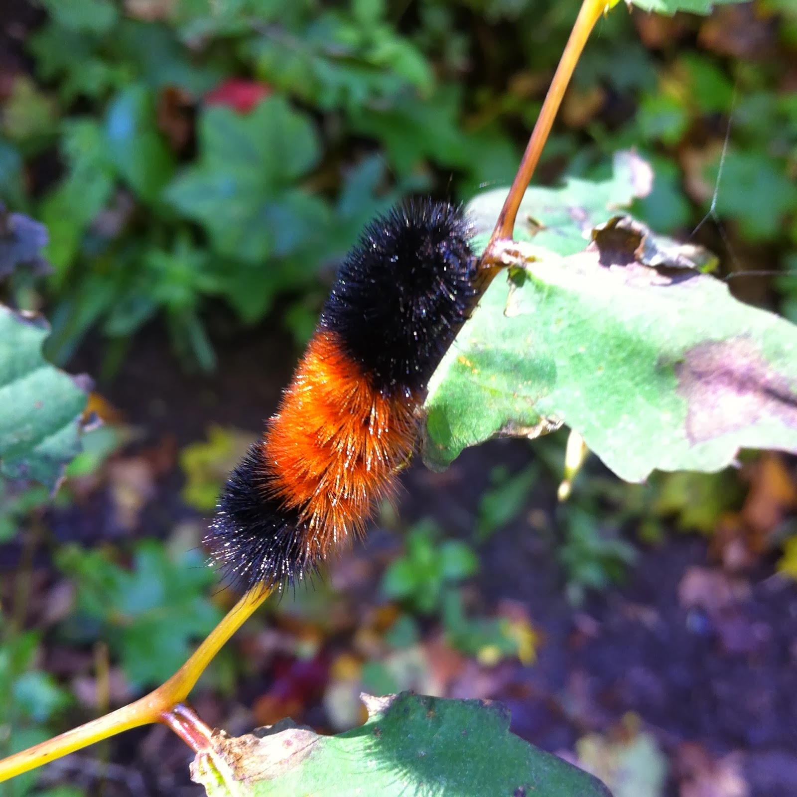 Under the Log More Than Monarchs Take Flight from Cold CNY Winters