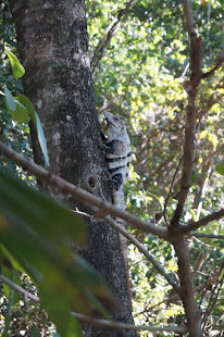 Iguana