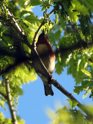 Bay-breasted Warbler - Marshlands CA, Kingston, ON