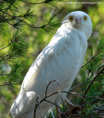 EL ÁGUILA BLANCA