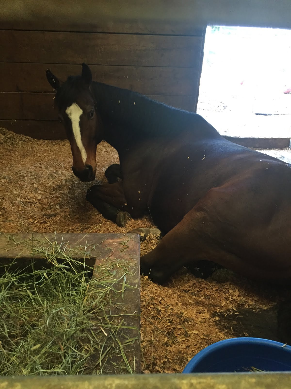 Satori sleeping after our trail ride.