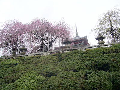 京都市・音羽山 清水寺 桜