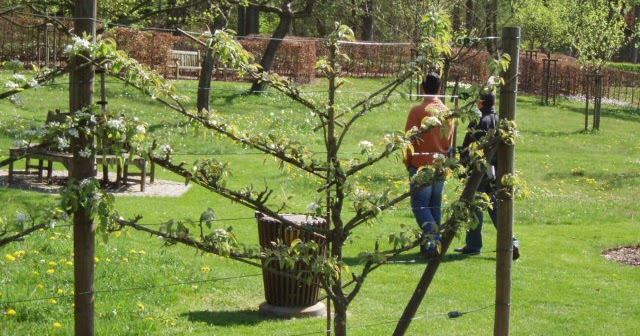 METIDO EN JARDINES: Poda de árboles frutales IV: poda de formación III