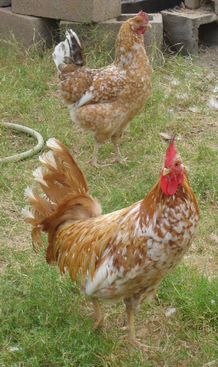 Aloha Chickens: The Mysterious Orange Color - Part Two