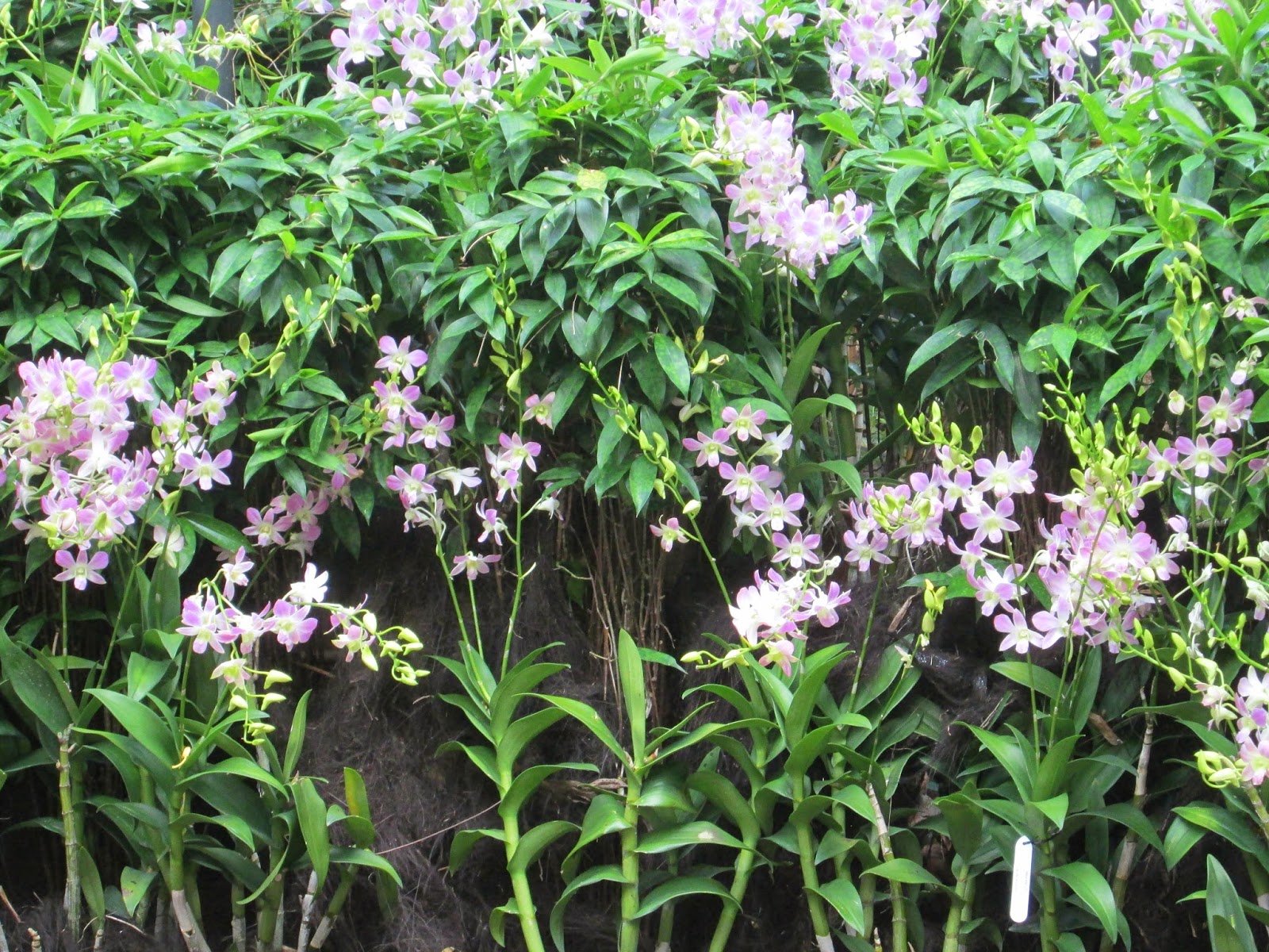 Singapore Botanical Garden, Orchard Garden
