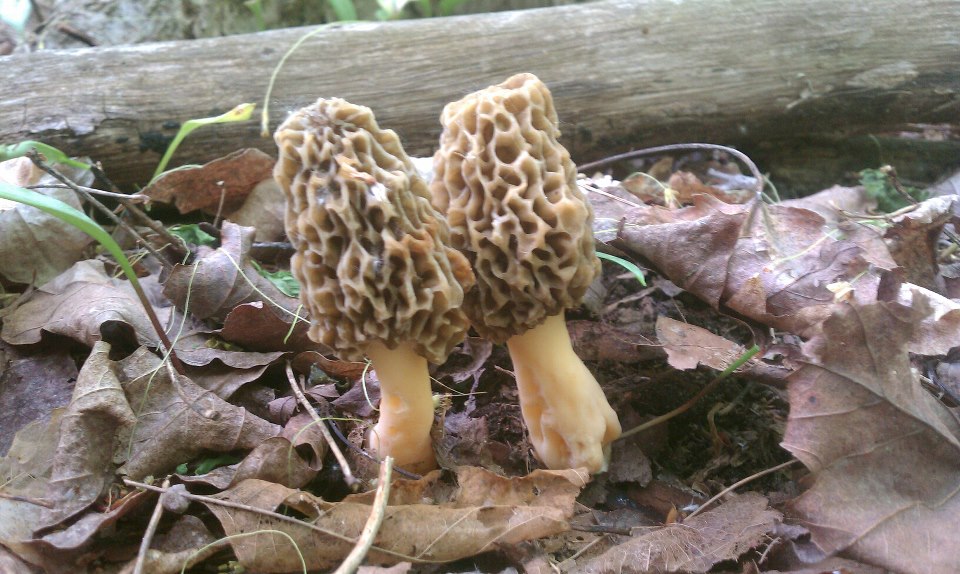 April's Country Life Morel Mushroom Cheesy Venison Burgers