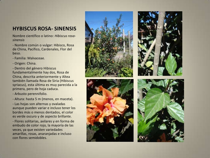 Hibiscus Rosa