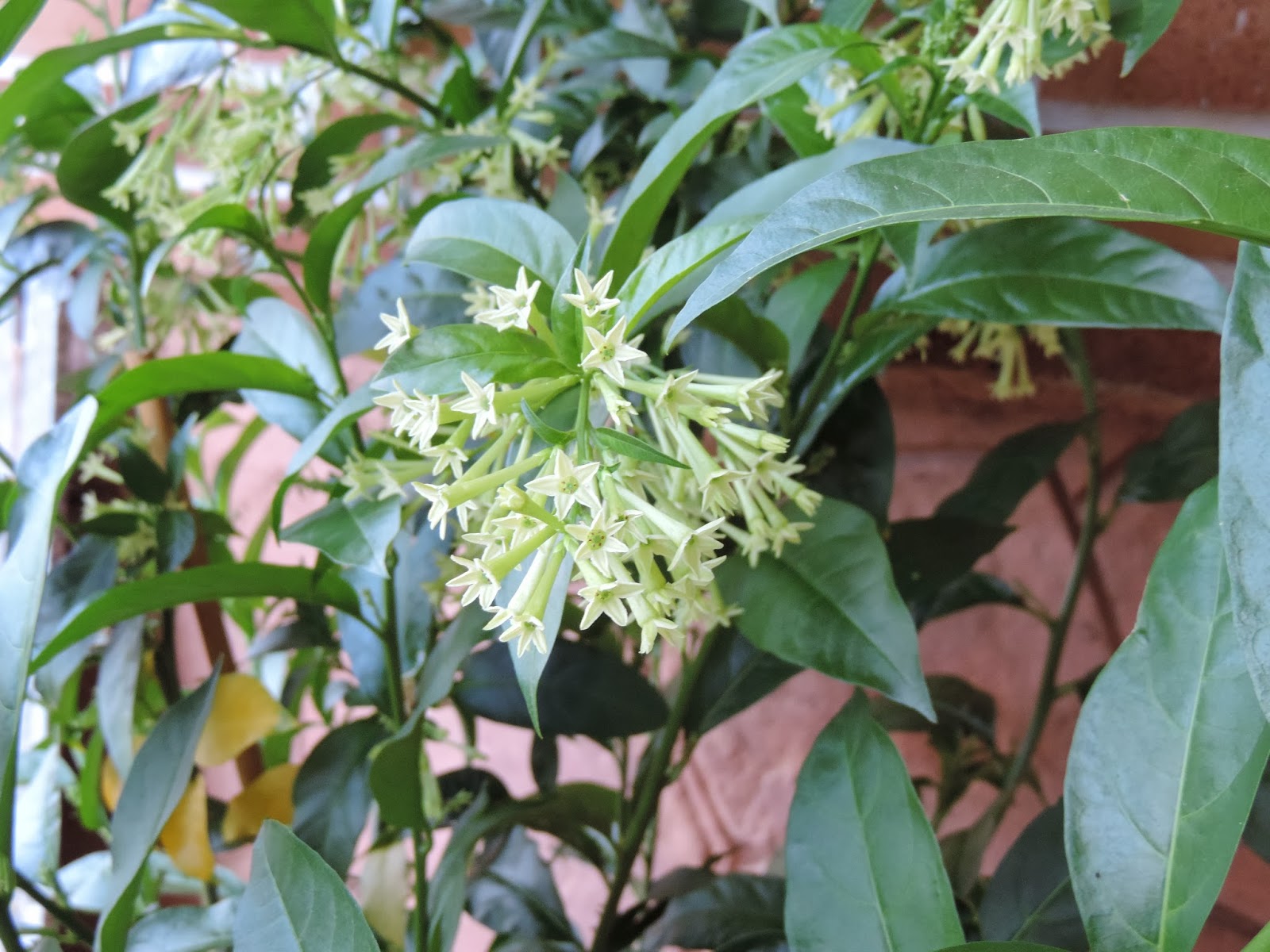 Dama de Noche, Cestrum Nocturnum.