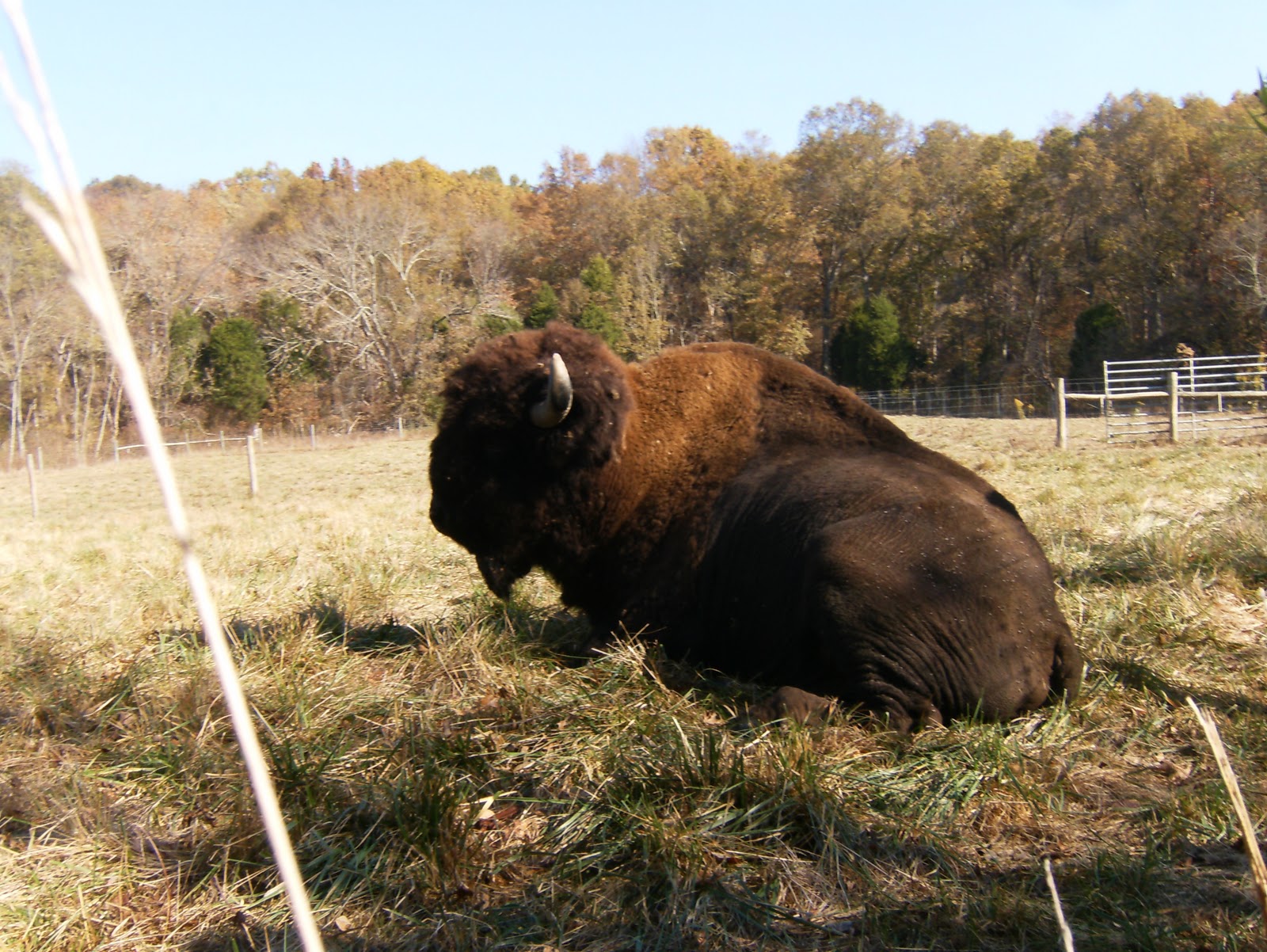 Bone Lick State Park & Rabbit Hash, KY