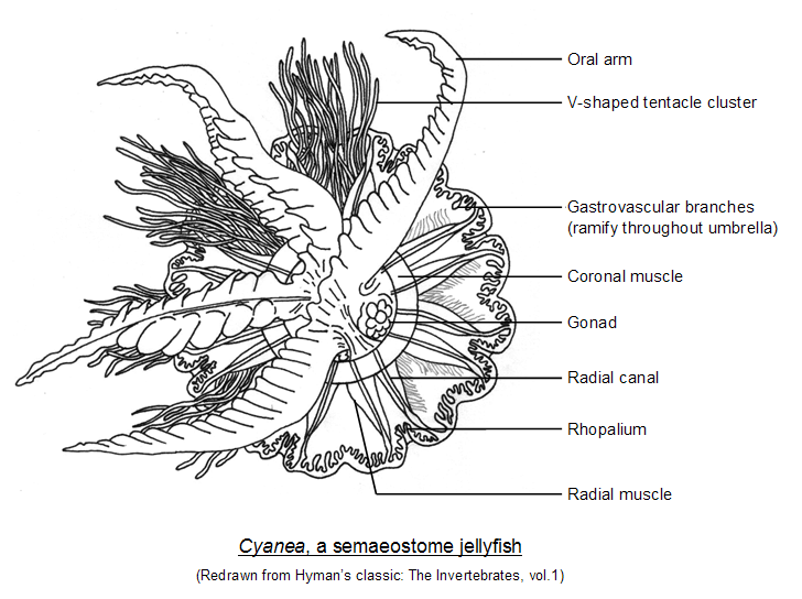 The Jellyfish Lovers Blog Jellyfish Anatomy (Blog 6)
