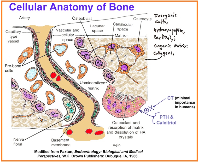 TUGAS Makalah Jaringan Tubuh