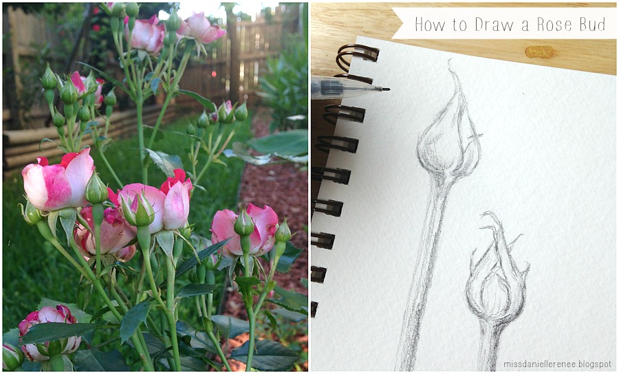 How to Draw a Rosebud