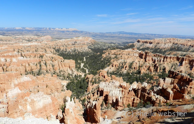 a view of the trees and hoodoos from Sunrise Point