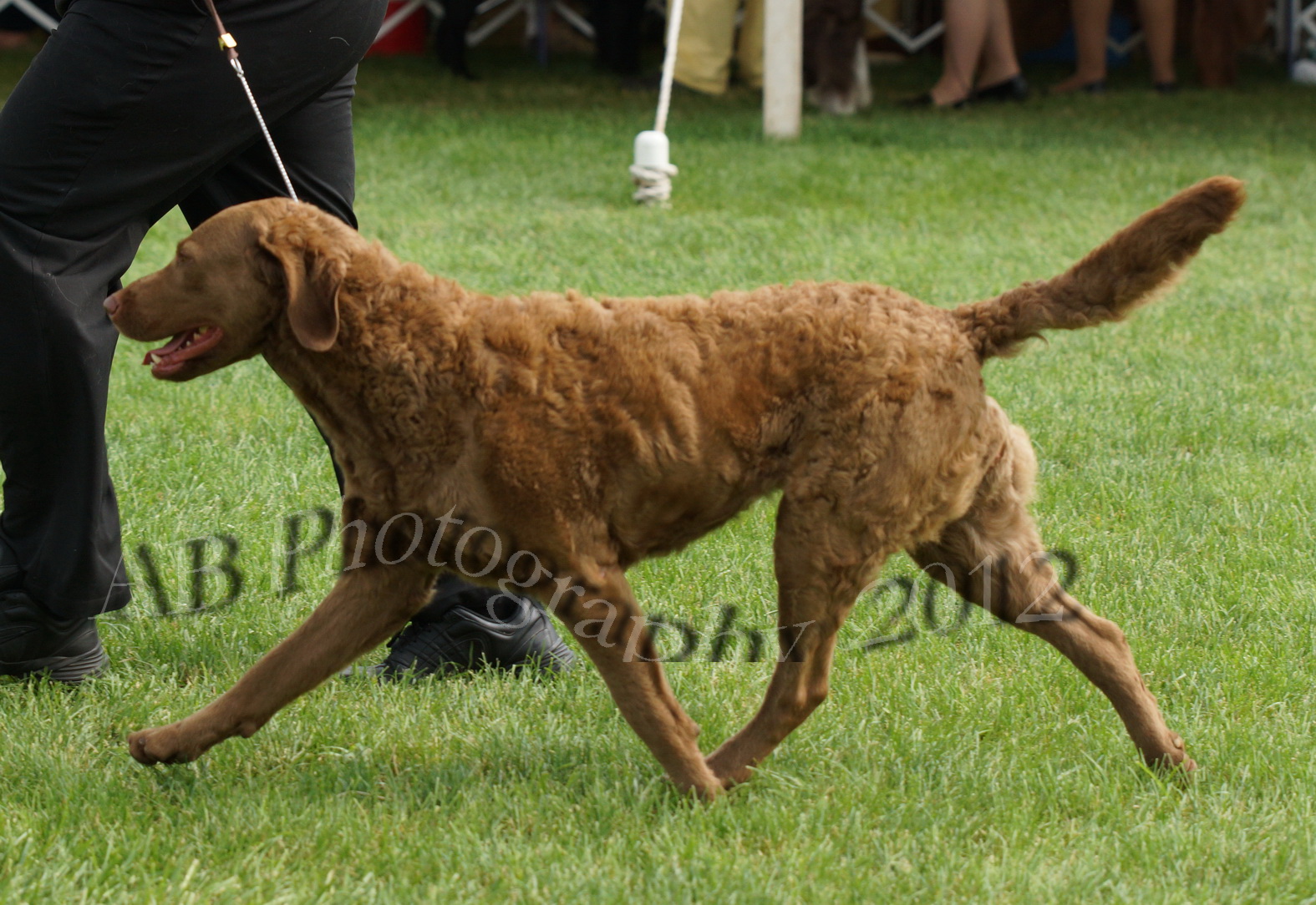 AB Photography Freehold Shows 5/245/27