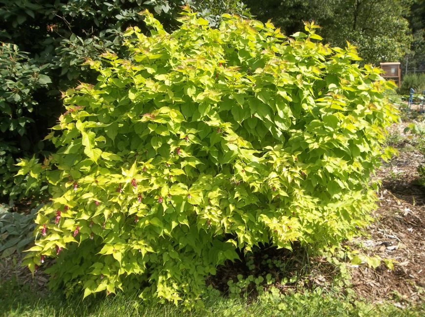 Future Plants By Randy Stewart Pheasant Berry