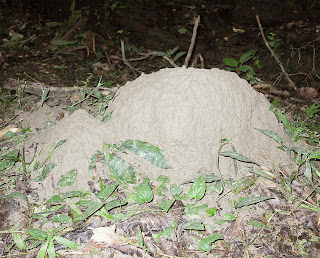 Mound nest of Odontotermes sp