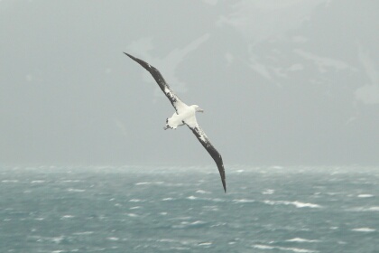 Albatross1.JPG