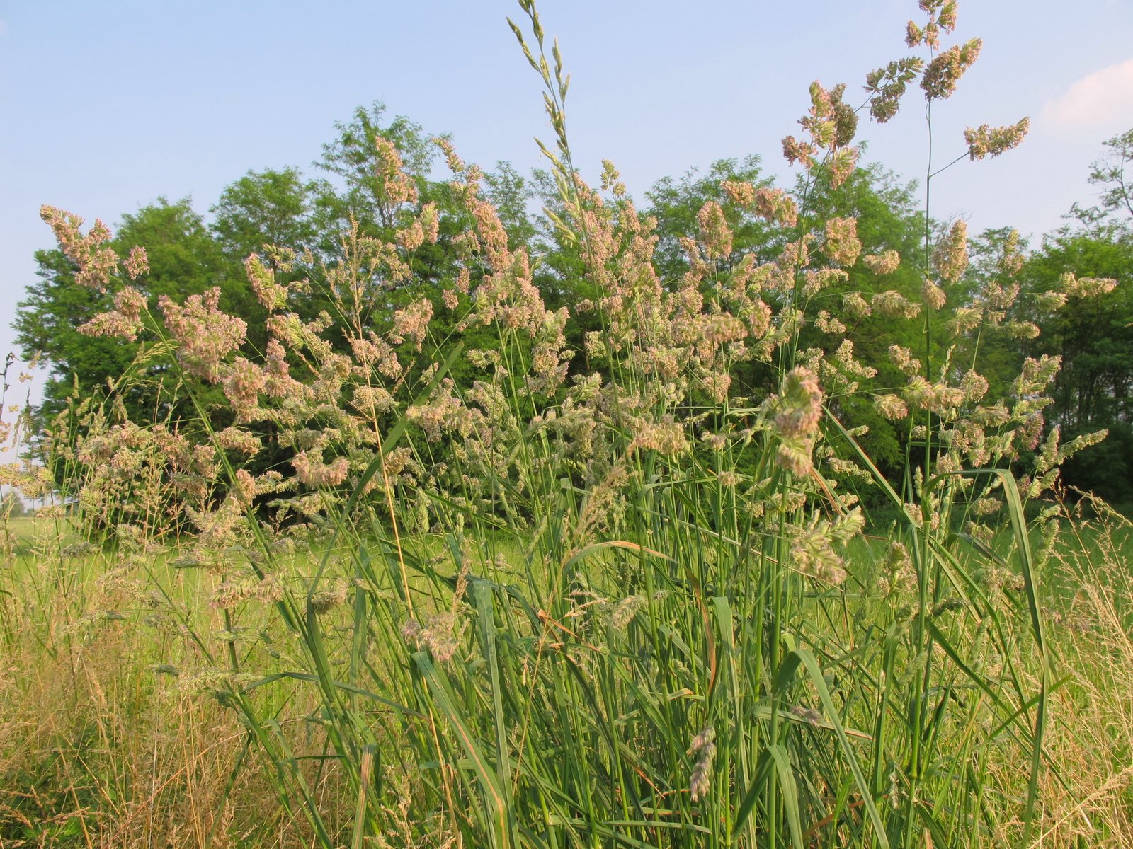 FLORA NEL SALENTO e.. anche altrove Dactylis glomerata L. Poaceae