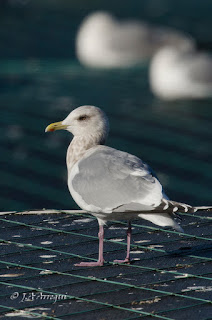 Gaviota de thayer, Gaviota esquimal, Larus thayeri, Thayer's gull 