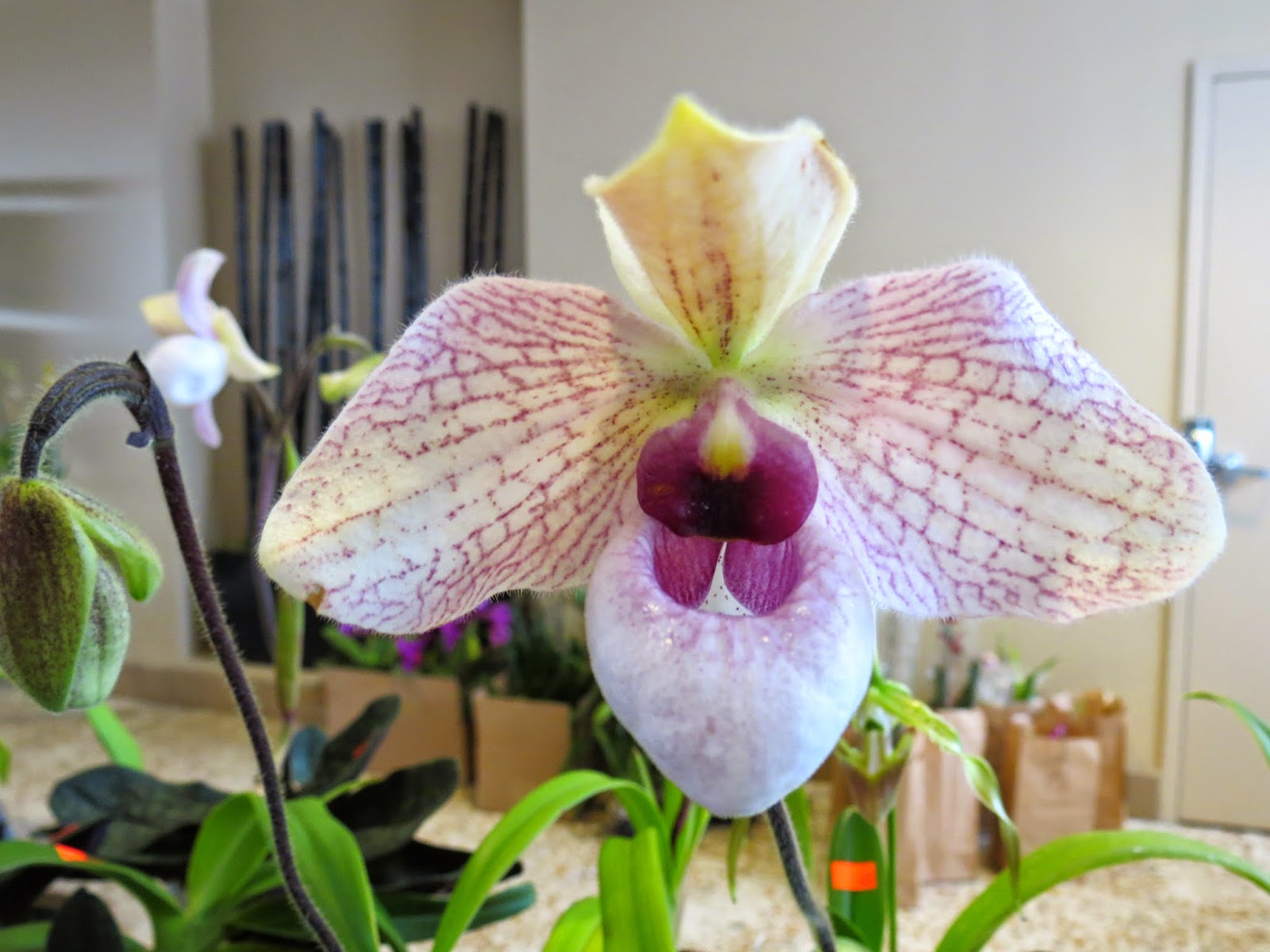 Future Plants By Randy Stewart Pieris