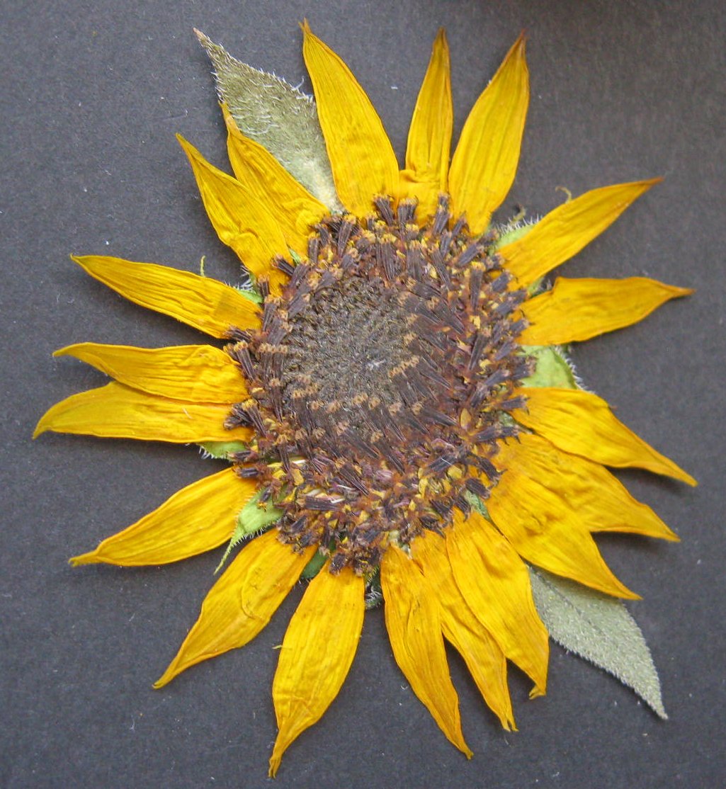 amyspressedflowers Sunflower Collage