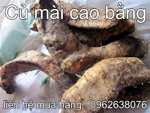 Củ Mài