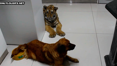 Funny animal gifs - part 90 (10 gifs), baby tiger playing with dog