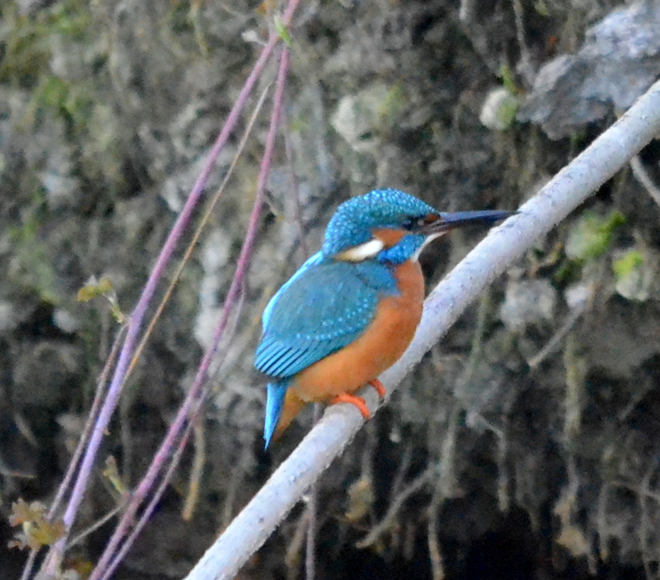 ijsvogel