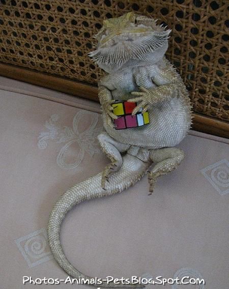 http://2.bp.blogspot.com/-mVT-hY2nY7g/TbbLIIaN5zI/AAAAAAAAA1A/oVwFYqR0kmU/s1600/Funny%2BBearded%2BDragon_0001.jpeg