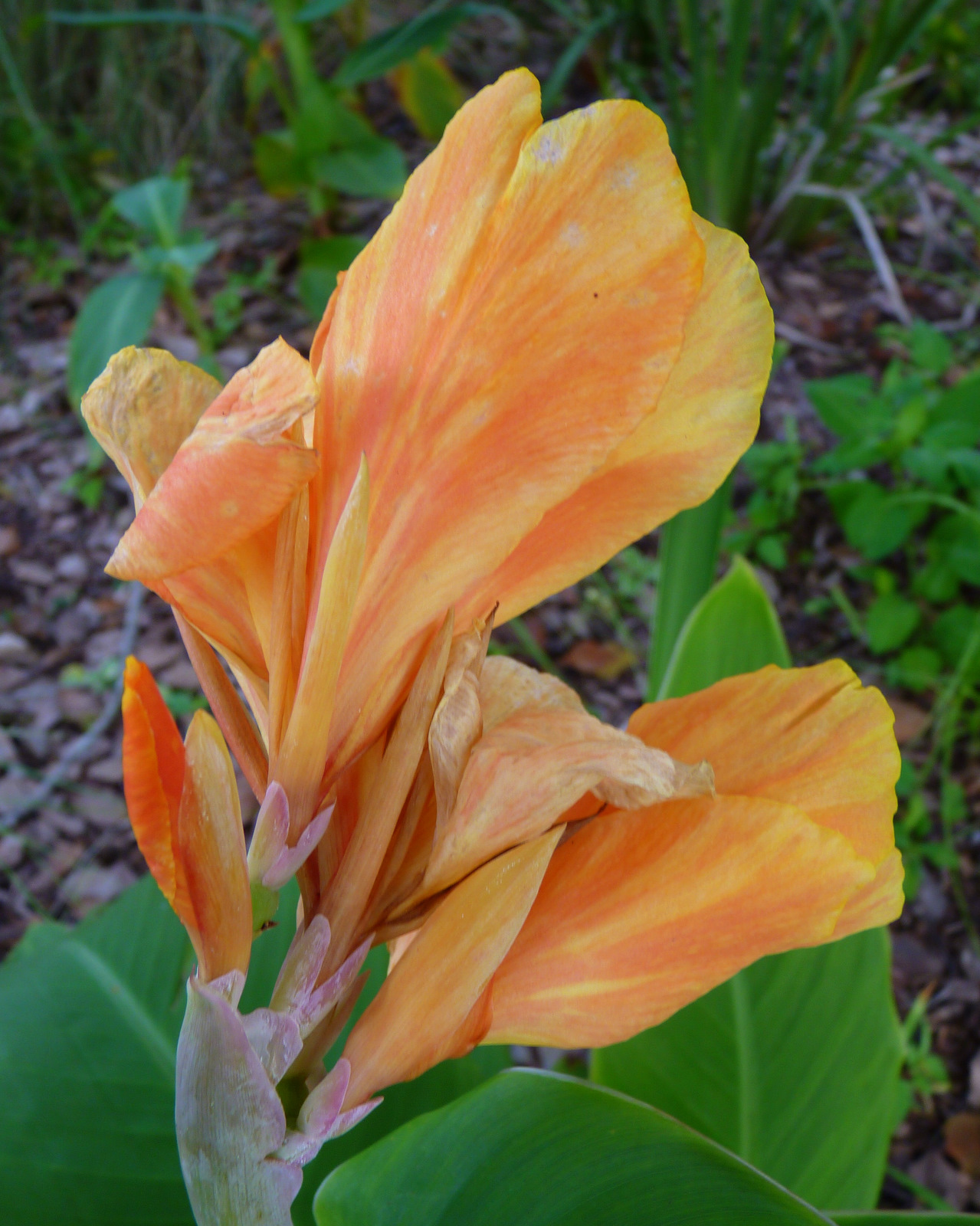 My Florida Backyard Orange in Bloom