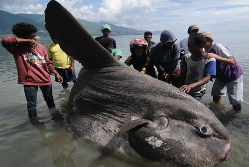 Mengenal Ikan Mola Mola (Sunfish), Raksasa Laut Tanpa Ekor