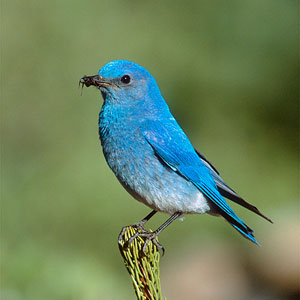 அழகிய பறவைகள் (Beautiful-Blue-Bird-Wallpaper) Beautiful-blue-bird-wallpaper+1+%25288%2529