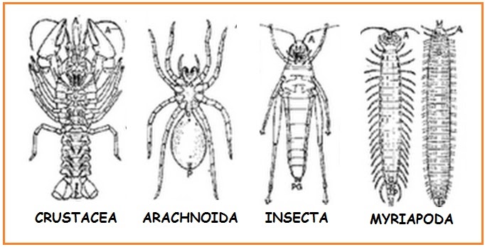 Beriman Berilmu Berakal Test Arthropoda