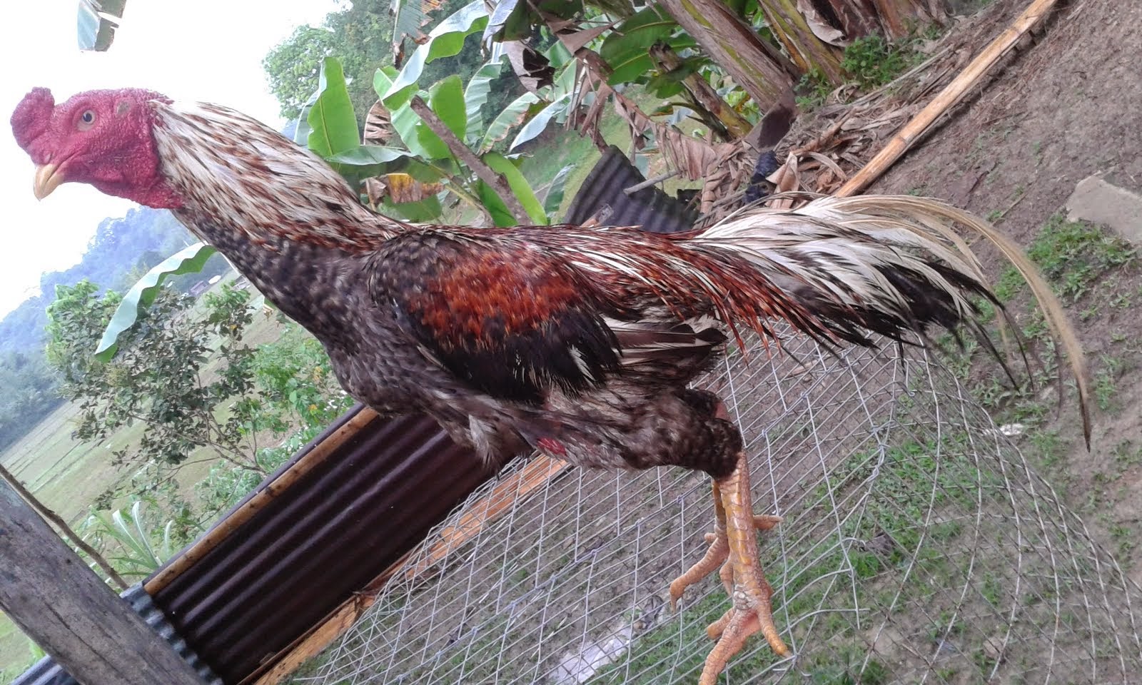 ayam sabung sabah