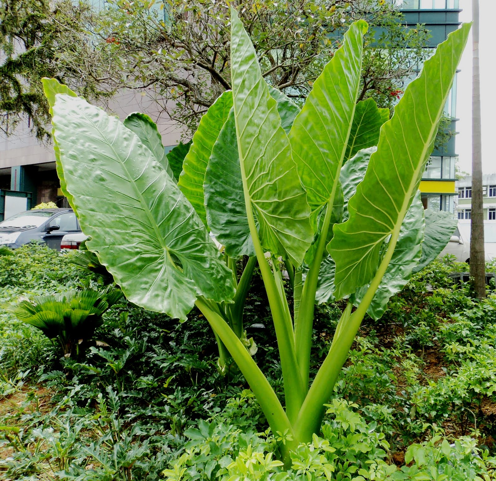 Laman Kambatik Plants list (3rd ed.) Alocasia macroorrhizos ( Giant Taro)